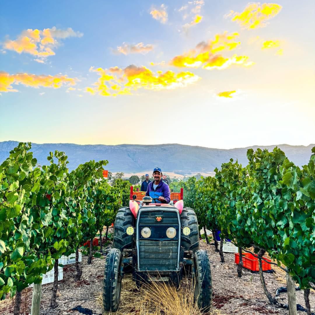 SA Brandy tweet media