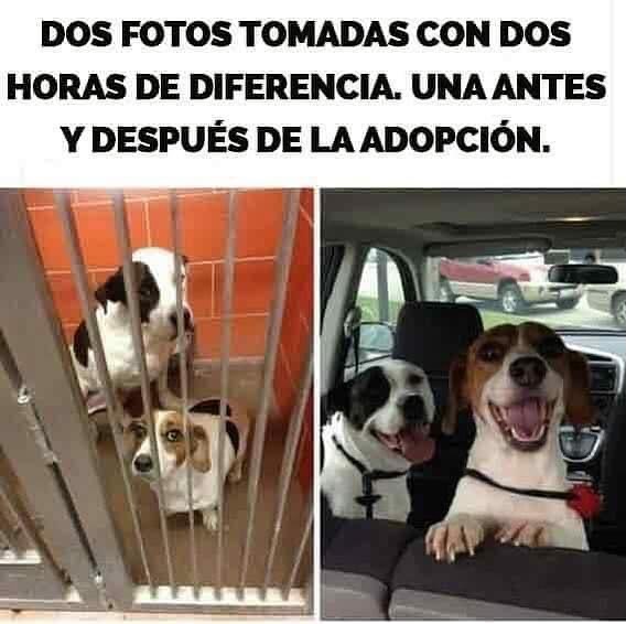 ruben_prz's tweet image. El poder de la adopción ❤️