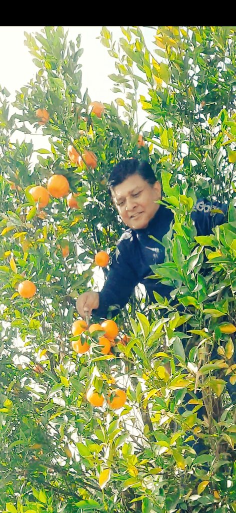 BalkrishnaNiro2's tweet photo. सुन्तला आफै टिपेर खाएकाे ���िन। https://t.co/6QaGQGoNNz