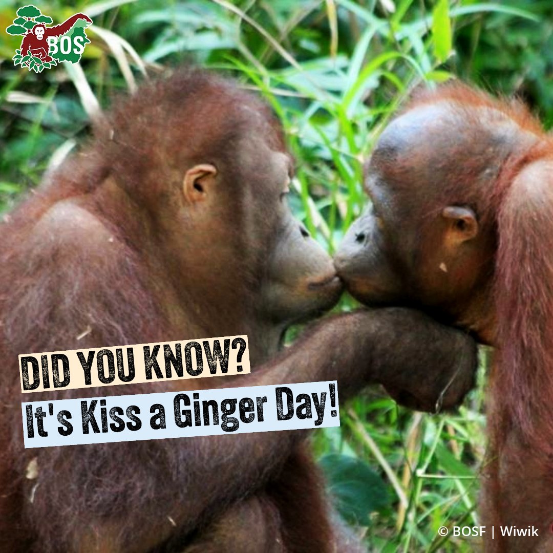 Happy #KissAGingerDay 🧡 
We know you know, but have to say; If you're offered an up close encounter with an #orangutan, please say no. They are often beaten and drugged into submission, and suffer a lifetime of cruelty for a #SelfishSelfie 👀 wildlifetradepledge.com