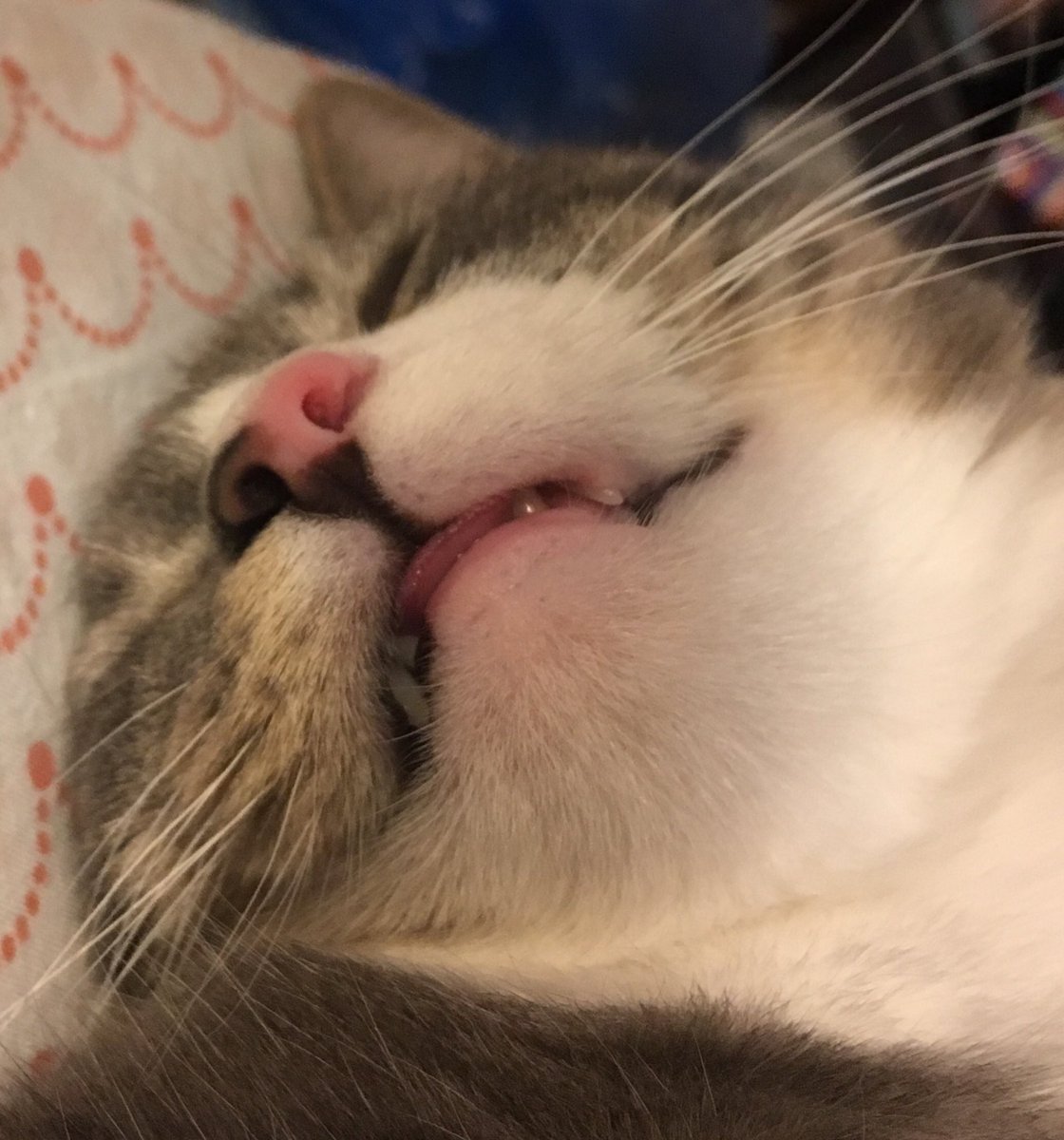 AryaBdsm's tweet photo. @the_tweedy I love her so much, it’s always an honour that she trusts me enough to sleep near me 🥰 + weakness for kitty chins/toofs/bleps &amp; goofy sleeping positions https://t.co/c5trEtuiLo