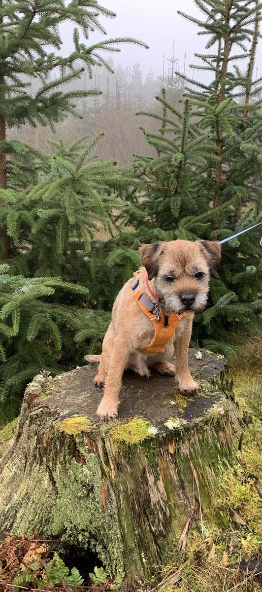 #forHamish #StumpClubSaturday Here’s my first attempt at joining the stump club in memory of a legend ❤️