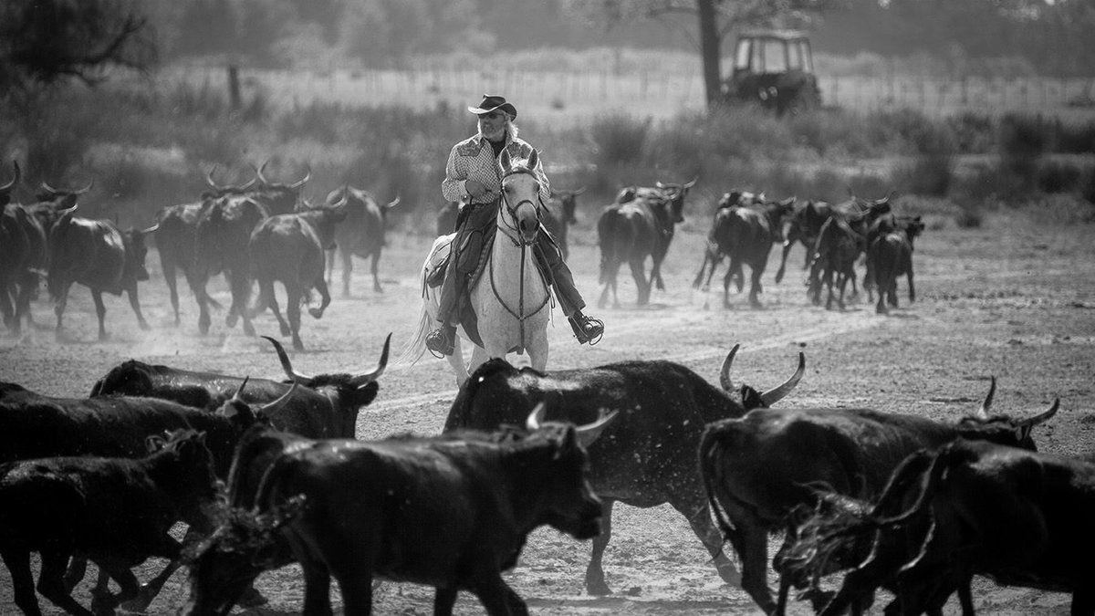 marcobrig's tweet photo. Camargue https://t.co/xwpWvIr8dD