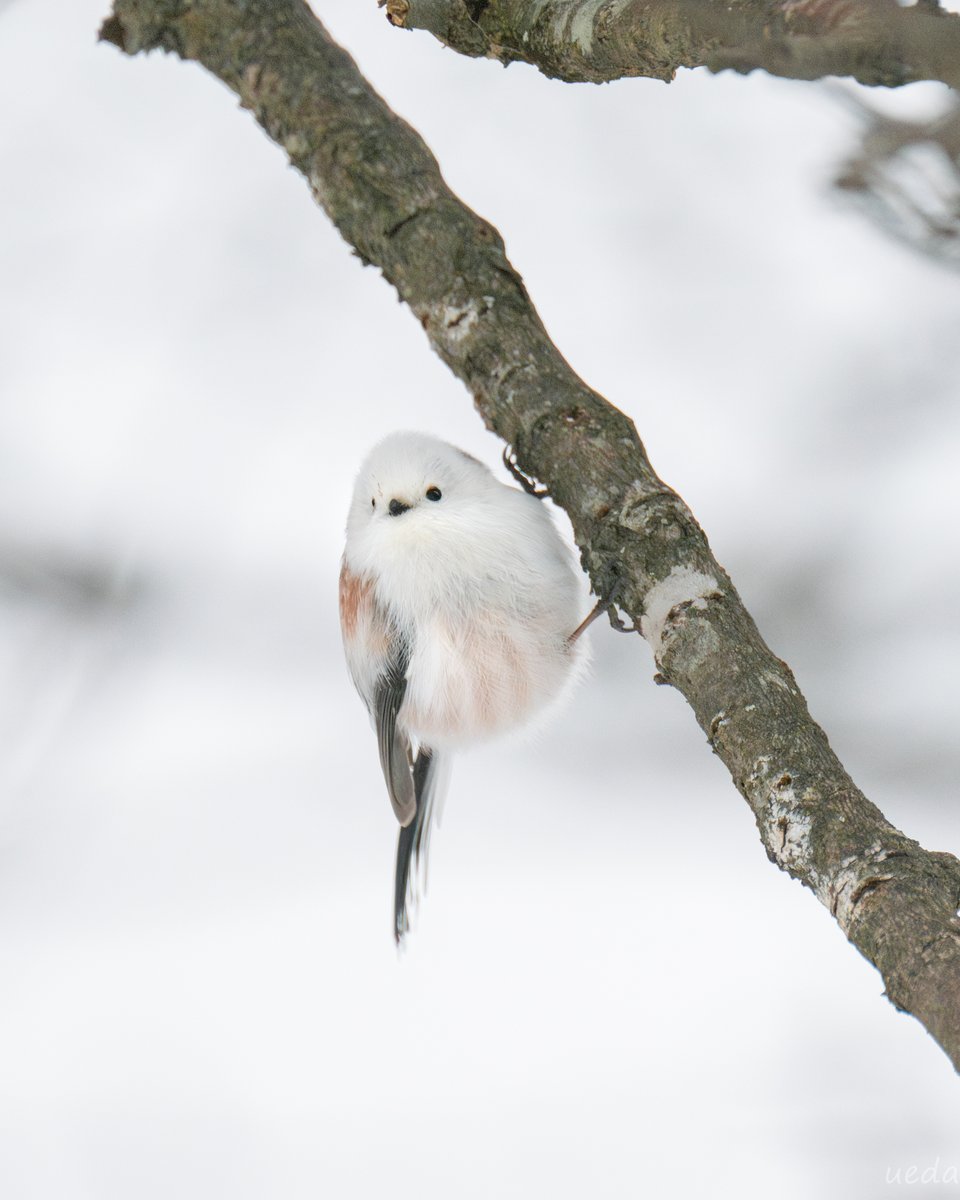 北海道でシマエナガに出会えました🐦