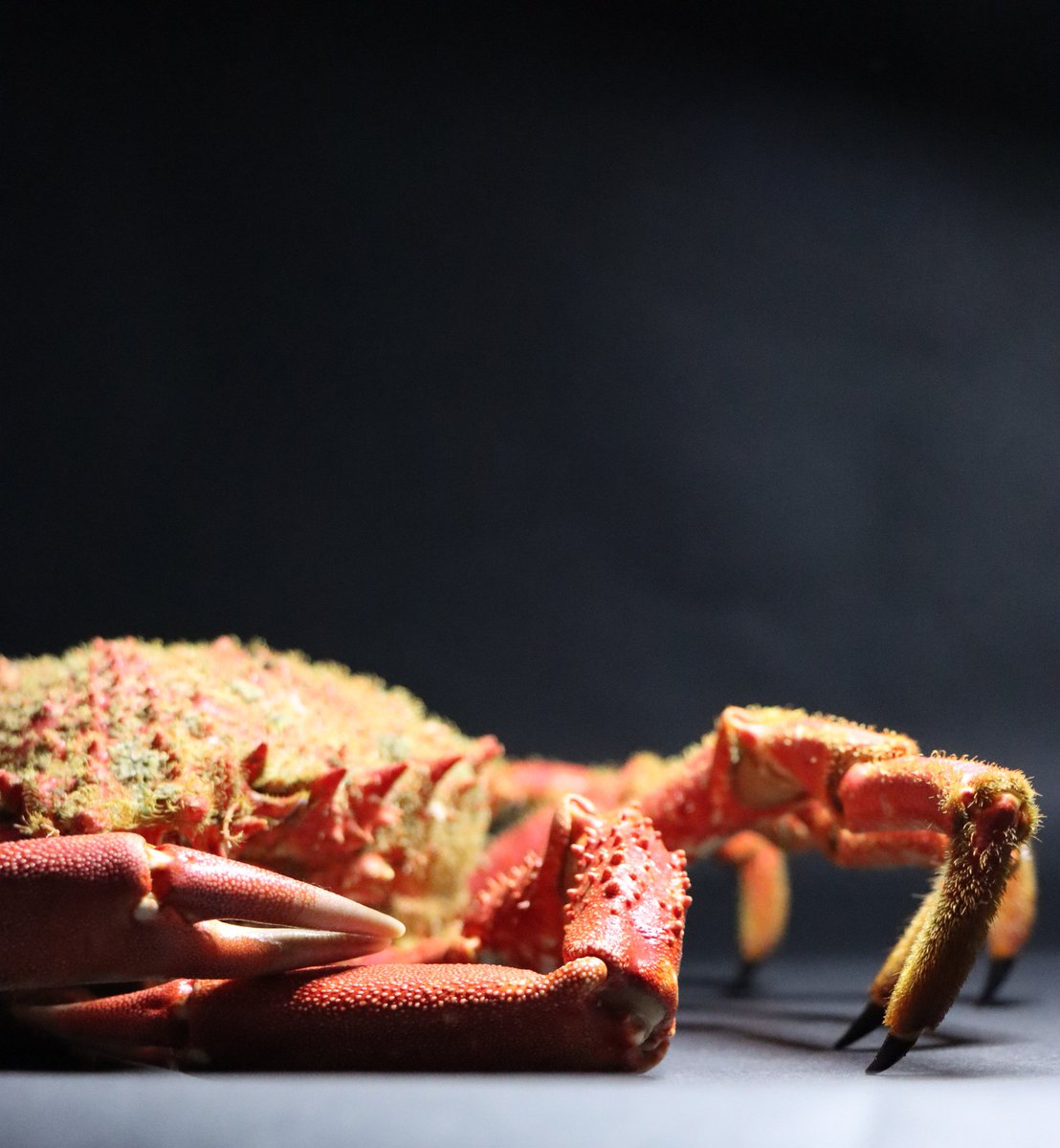 ThomasClament's tweet photo. 🦀 ARAIGNÉE  DE MER 🦀
Juste le plaisir, de vous partager la beauté de ce crustacé. 
🍽 Cuit dans un bouillon, j'aime beaucoup déguster avec une belle mayonnaise, persillade et piment d'Espelette, avec des pommes de terre façon Sarladaise et 🍷. https://t.co/LeENjlCBRD