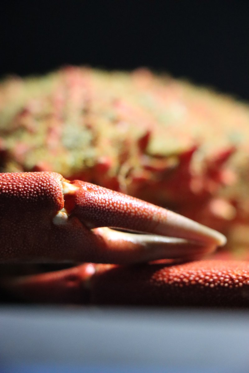 ThomasClament's tweet photo. 🦀 ARAIGNÉE  DE MER 🦀
Juste le plaisir, de vous partager la beauté de ce crustacé. 
🍽 Cuit dans un bouillon, j'aime beaucoup déguster avec une belle mayonnaise, persillade et piment d'Espelette, avec des pommes de terre façon Sarladaise et 🍷. https://t.co/LeENjlCBRD