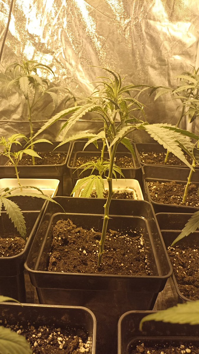 Dia 5 de floración:
Hoy las a tocado buena poda de bajos, dejando solo los 3 primeros nudos, para evitar q se desarrollen muchos satelitales y siga creando nuevos nudos.
Sigo abonando con vegtativos y rotando calmag.
Deseando que empiecen a sacar flores 🌷🌷🌷
#Autocultivo