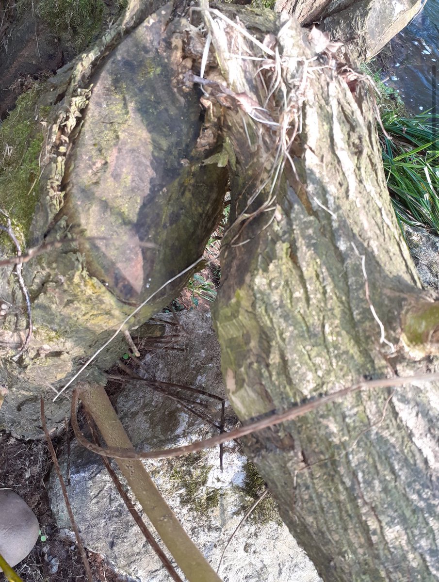 TorlandsA's tweet photo. RIVER OTTER is a stunning place to explore after your visit to the Mill. Itβs home to beavers, otters and if youβre lucky to spot them, kingfishers diving into the water to catch their food! π
What have you seen?
#wildlife #freshair #riverotter #exploredevon https://t.co/ZzbfYUQwC7