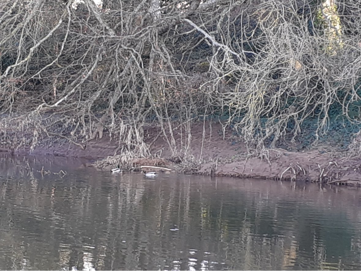 TorlandsA's tweet photo. RIVER OTTER is a stunning place to explore after your visit to the Mill. Itβs home to beavers, otters and if youβre lucky to spot them, kingfishers diving into the water to catch their food! π
What have you seen?
#wildlife #freshair #riverotter #exploredevon https://t.co/ZzbfYUQwC7