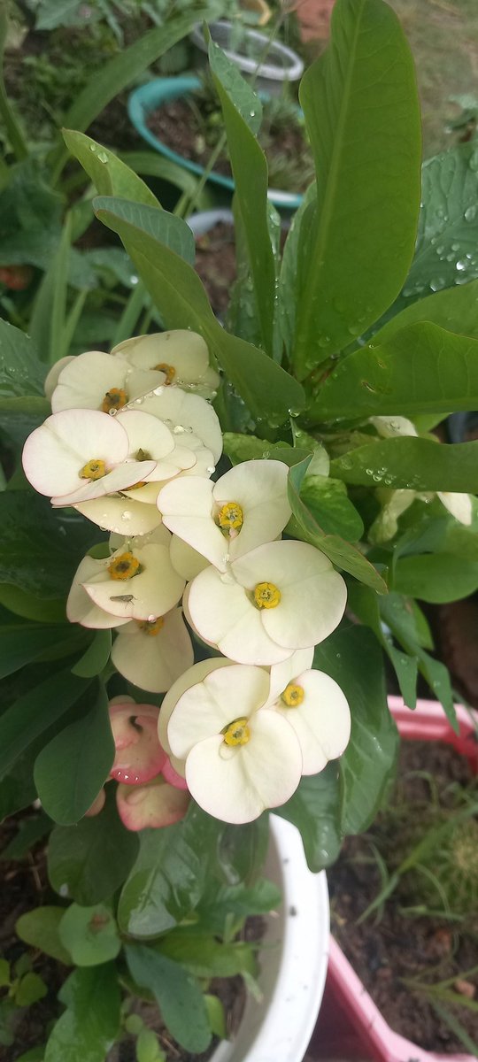 It's how the Queen of thorns glows after rains🥰
#plantparent