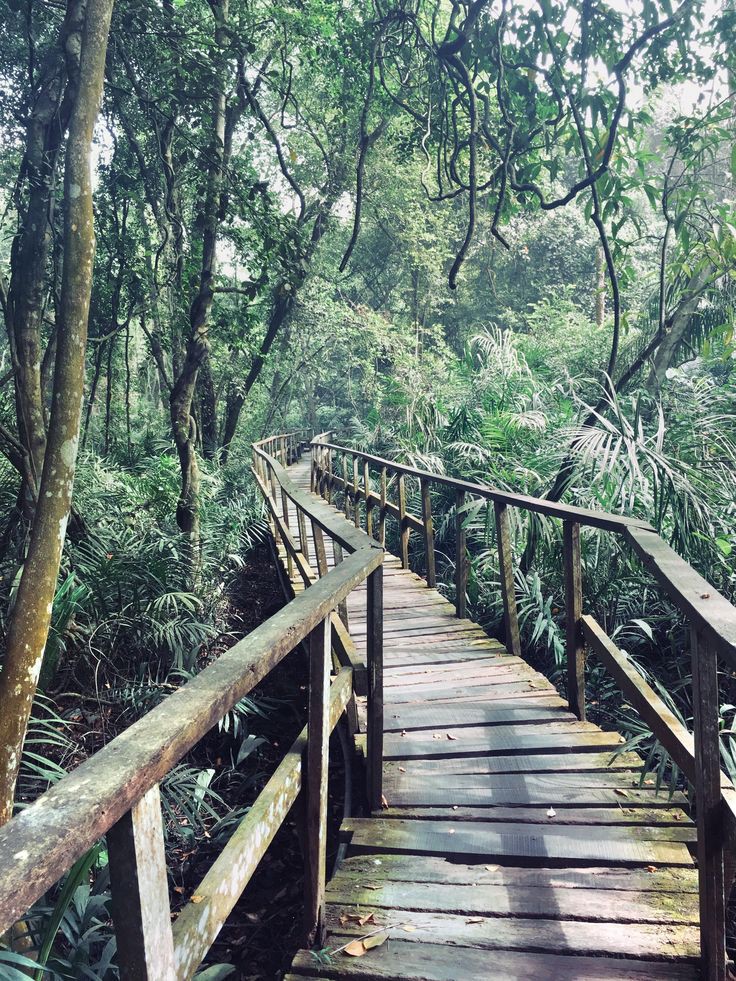 afromorphism's tweet photo. LEKKI CONSERVATION CENTER.

📍Lagos, Nigeria.
------------------------
The center serves as a prominent symbol of biodiversity conservation and environmental education. 

It was constructed as a protected sanctuary to preserve the diverse flora and fauna of the Lekki Peninsula. https://t.co/UI0DH1Zokp