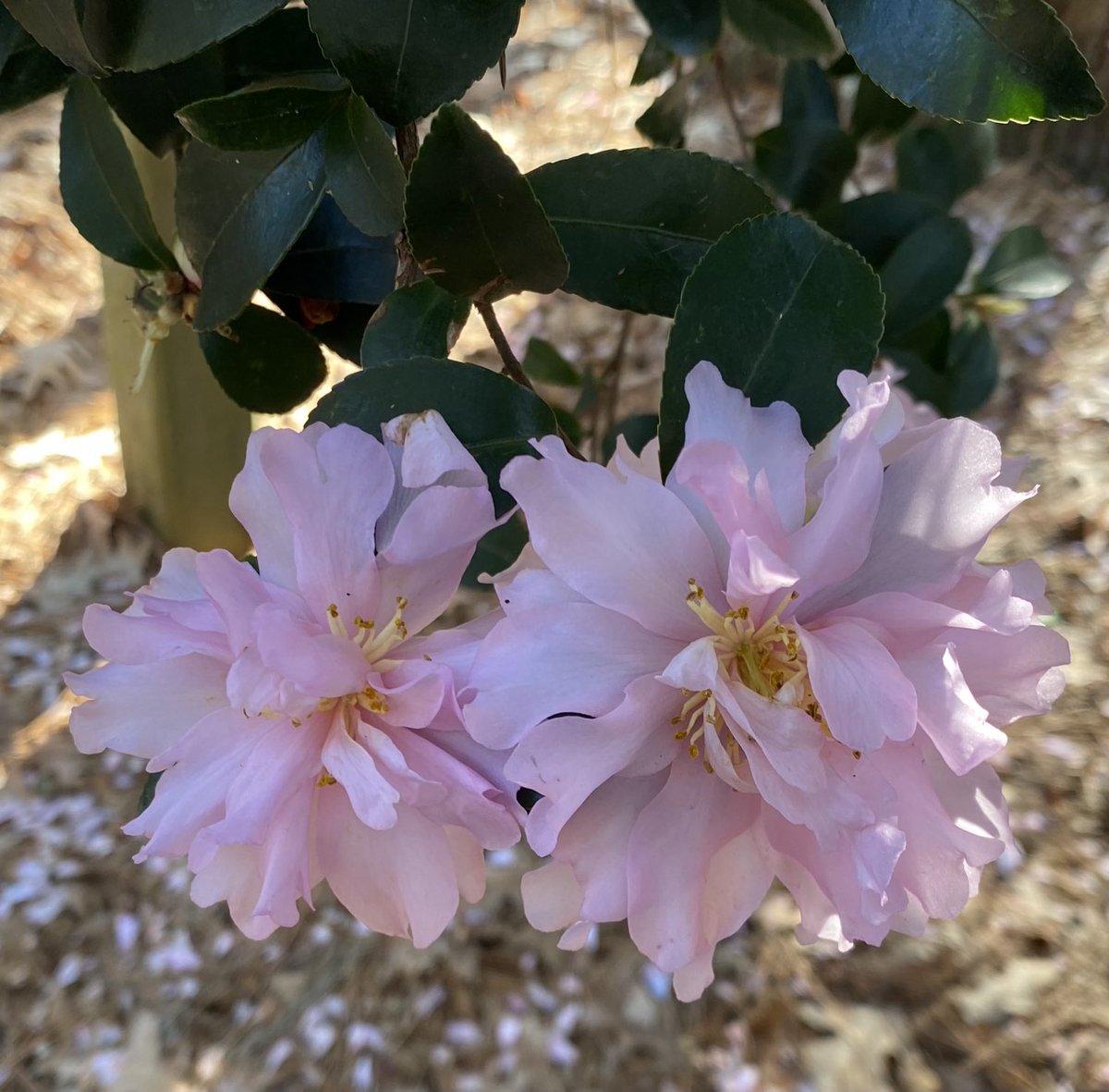 VBMGA's tweet photo. This pretty pink Camellia is in bloom now at #RedWingPark #VirginiaBeach. #FlowersonFriday #PinkFriday #GardeningX #MasterGardener https://t.co/1NYeo0o3tP