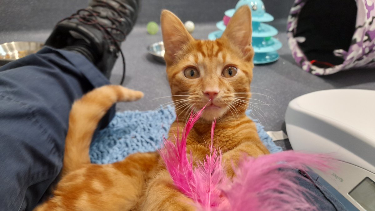 Happy #KissAGingerDay from Charlie! Show us your ginger cats below 😻