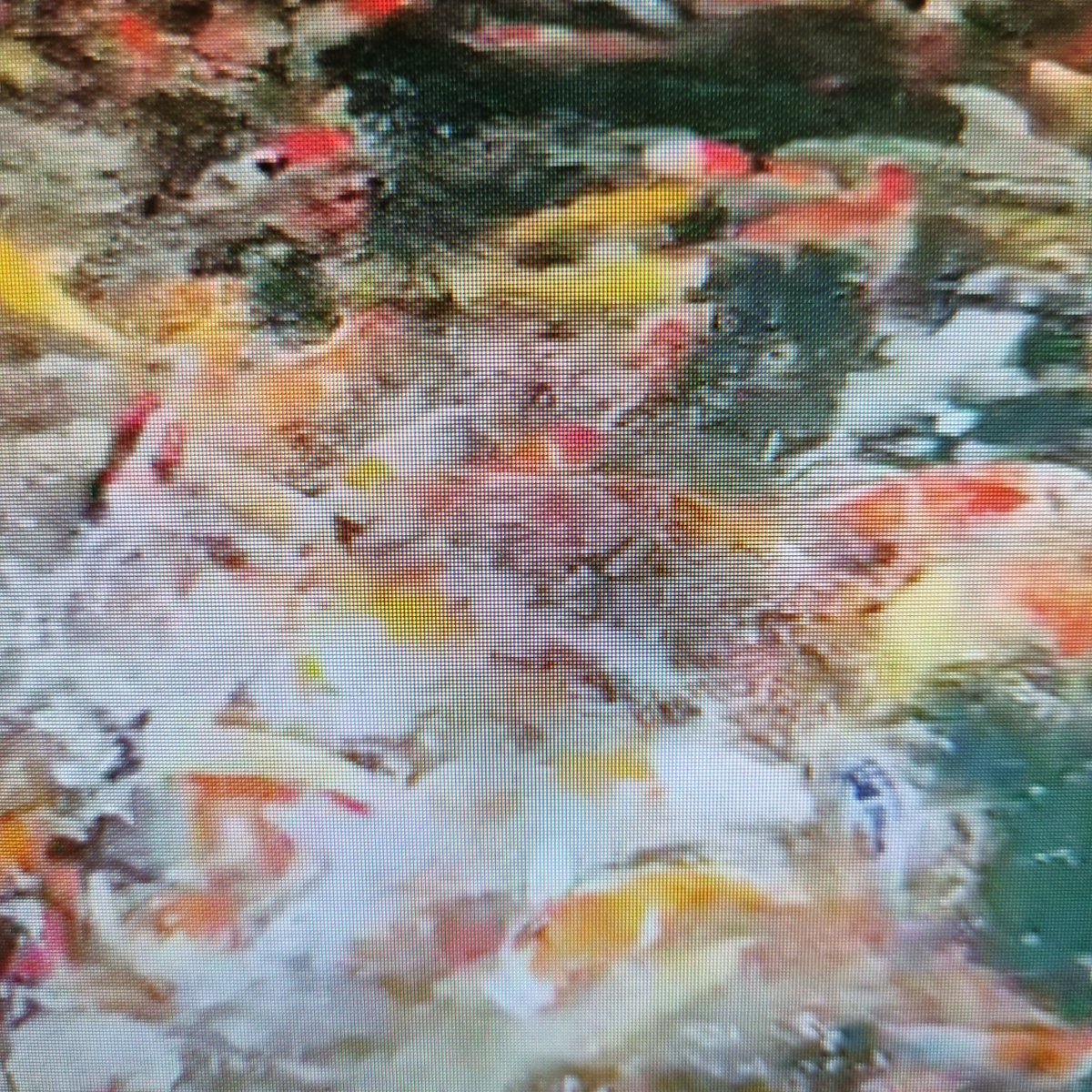 We are off to hand select some great Koi the first week of March 2024, let us know if you've got any requests!

fb.watch/pvFWZZSvoE/

#shirleykoi #koicarp #fancygoldfish #koi