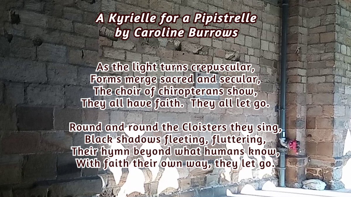 VerseCycle's tweet photo. 'A Kyrielle for a Pipistrelle' This text version of the poem continues in the comments. It's about the amazing bat colony which lives at Durham Cathedral. 
 #bats #durhamcathedral #pipistrelle #batcolony #kyrielle #poetry #carolineburrows #versecycle
@durhamcathedral @_BCT_ https://t.co/f6bzgkk6q3