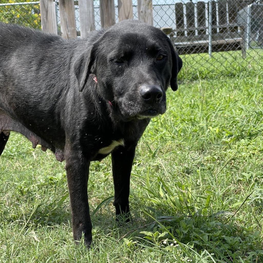 Pals! $5 Friday!
This week we saved 3 pups!
14 yo Toya from a TX kill shelter, 1 yo Bruce from Wilson to be killed that day & young Scoot, so sad n scared on Corpus kill list.
If you’d like to help for $5 Fri, thank you so much! ♥️
rescuecoop.org/donate