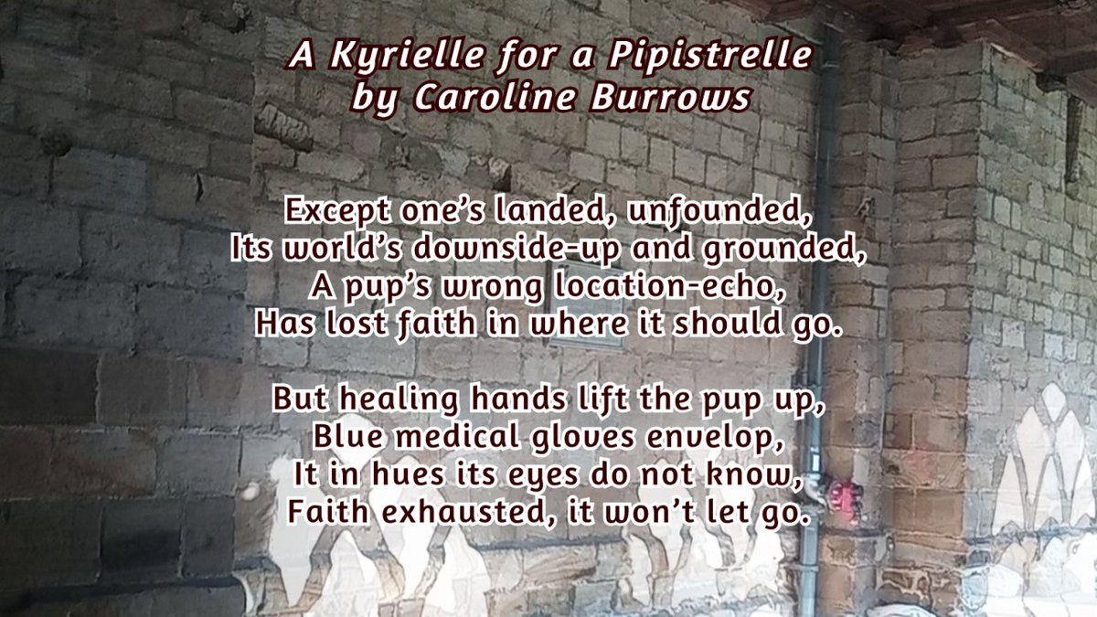 VerseCycle's tweet photo. Part 2: 'A Kyrielle for a Pipistrelle'
#bats #durhamcathedral #pipistrelle #batcolony #kyrielle #poetry #carolineburrows #versecycle https://t.co/4S4FX3IJSk