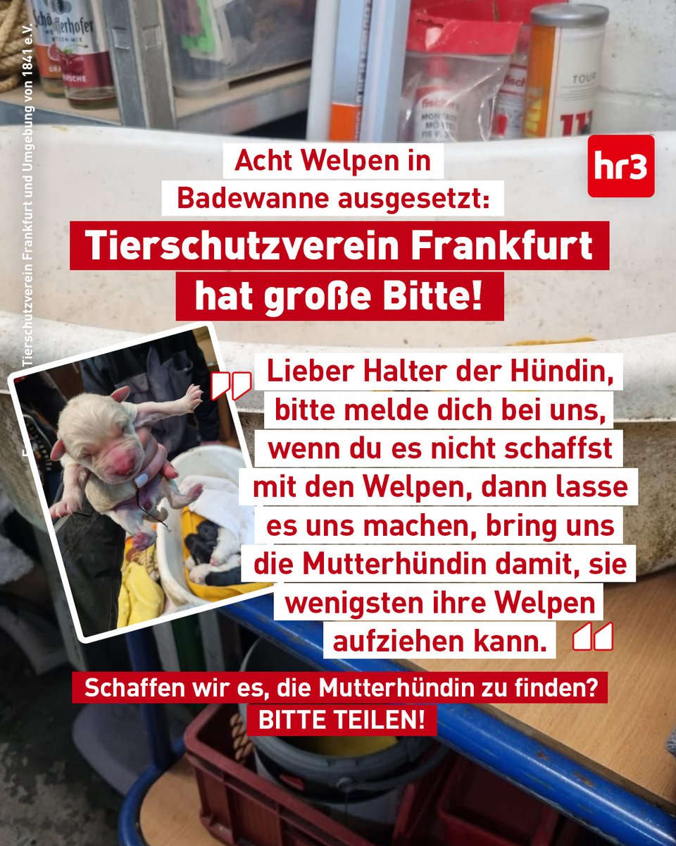 Die, die mit dem Hund ging 👩🏻‍🦰🐶💕🐾 (@steffiundernie) on Twitter photo 