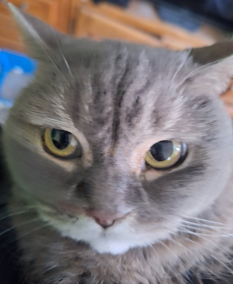 почему у него настолько эмоциональная мордашка... каждый раз