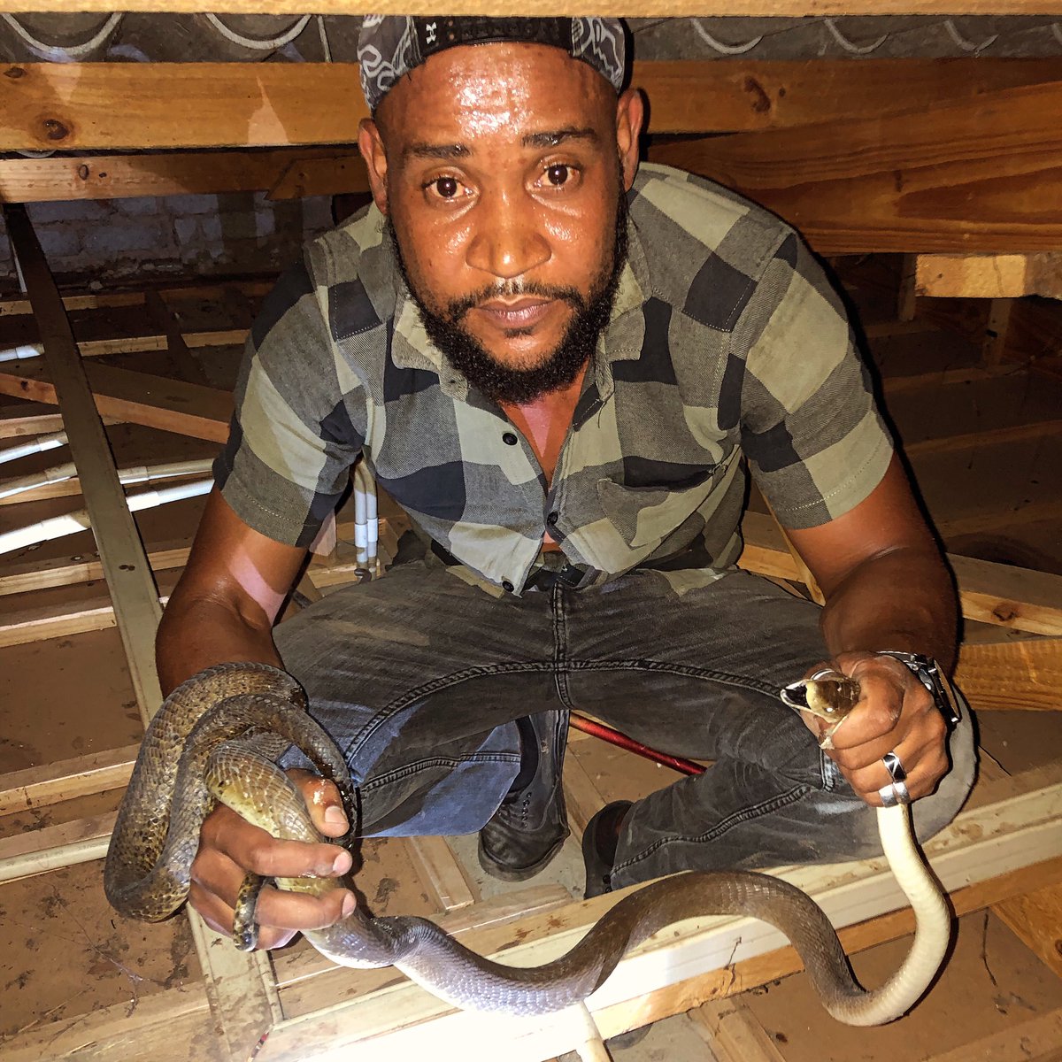Managed to rescue this 2.4m Black Mamba (Rovambira) that had made its way into the roof via trees that were hanging close to the house in Ridgemont. We managed to capture it after a 20 minute struggle and we put it in a sac to safely transport it.