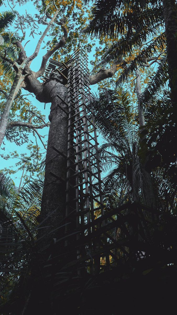 afromorphism's tweet photo. LEKKI CONSERVATION CENTER.

📍Lagos, Nigeria.
-------------------------
The center serves as a prominent symbol of biodiversity conservation and environmental education. 

It was constructed as a protected sanctuary to preserve the diverse flora and fauna of the Lekki Peninsula. https://t.co/UDHjmU73LQ