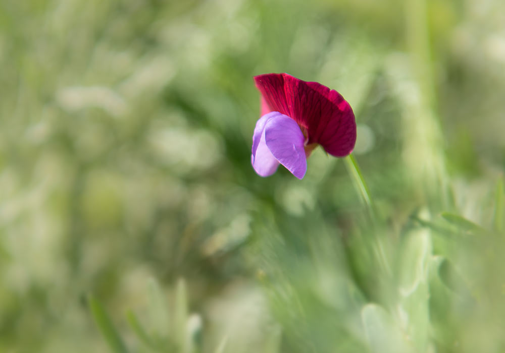 A beautiful delicat flower in Noto Antica.