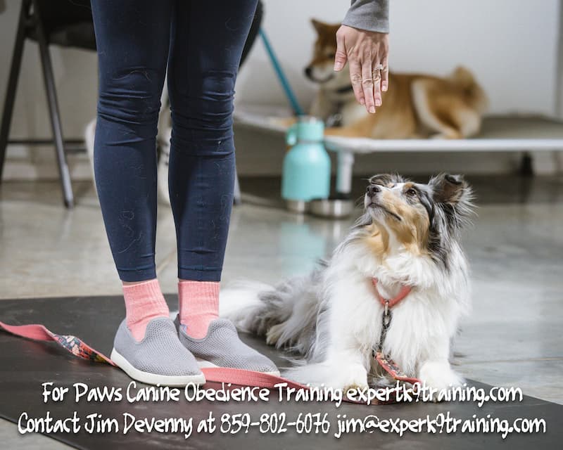 forpaws01118452's tweet image. 12 Common Dog Behaviors and What They Mean

🐾 Does your dog's tail wag always mean happiness? Not necessarily! #DogBehavior #UnderstandingDogs #DogTraining

expertk9training.com/training-blog/…

expertk9training.com
Dog Training Northern Kentucky