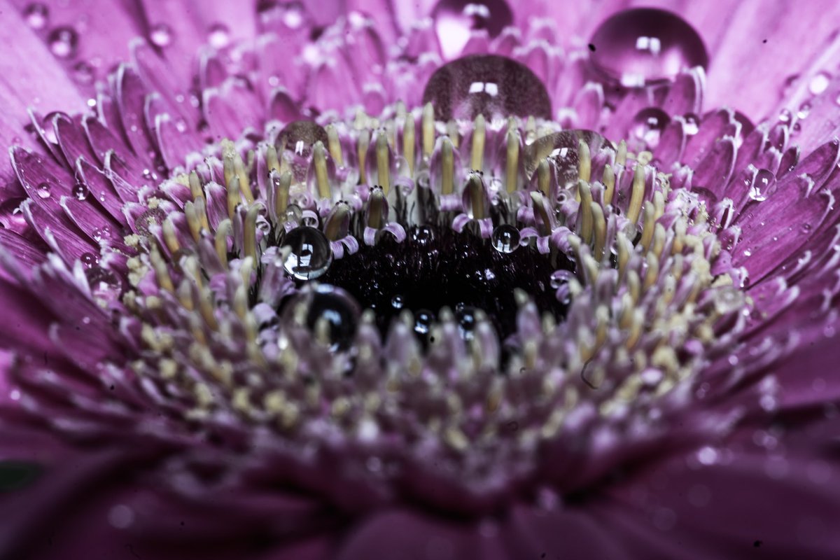 RCederfjard's tweet image. Show me your purple photos! 💜

I’ll retweet my favorites!

#SharingIsCaring