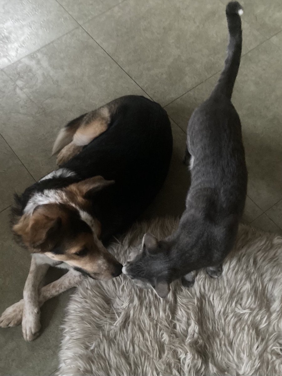 Lisa Peet tweet media