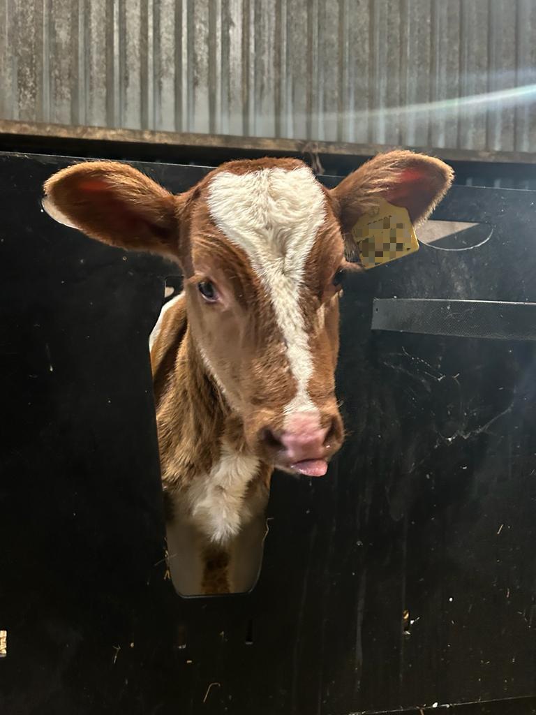 AltaGeneticsUK's tweet photo. Cheeky little "Tongue Out Tuesday" post!
Sired by AltaKEVLOW 🤩
Her dam is a red carrier❤️
#altagenetics #futureherdinside #tongueouttuesday https://t.co/ovd4Q7jpuD