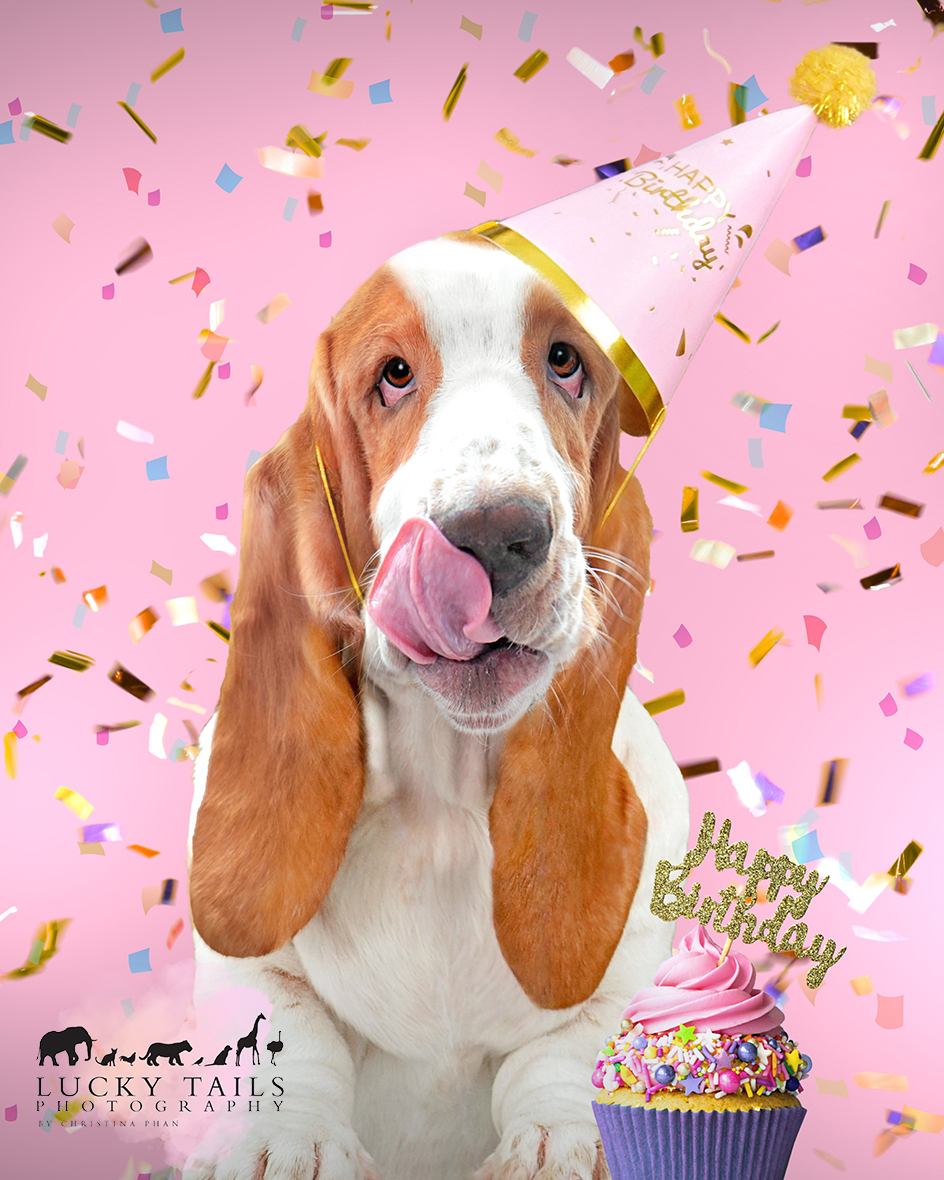 LuckyTailsPhoto's tweet photo. Happy Belated 3rd Birthday, dear 💖 Lulu the Basset Hound! I hope your special day was filled with an abundance of love, treats, and delightful belly rubs.🎉🐾🎂🎈🐶
Pawrent : @AlmiraSamola https://t.co/3EVfrTunNb