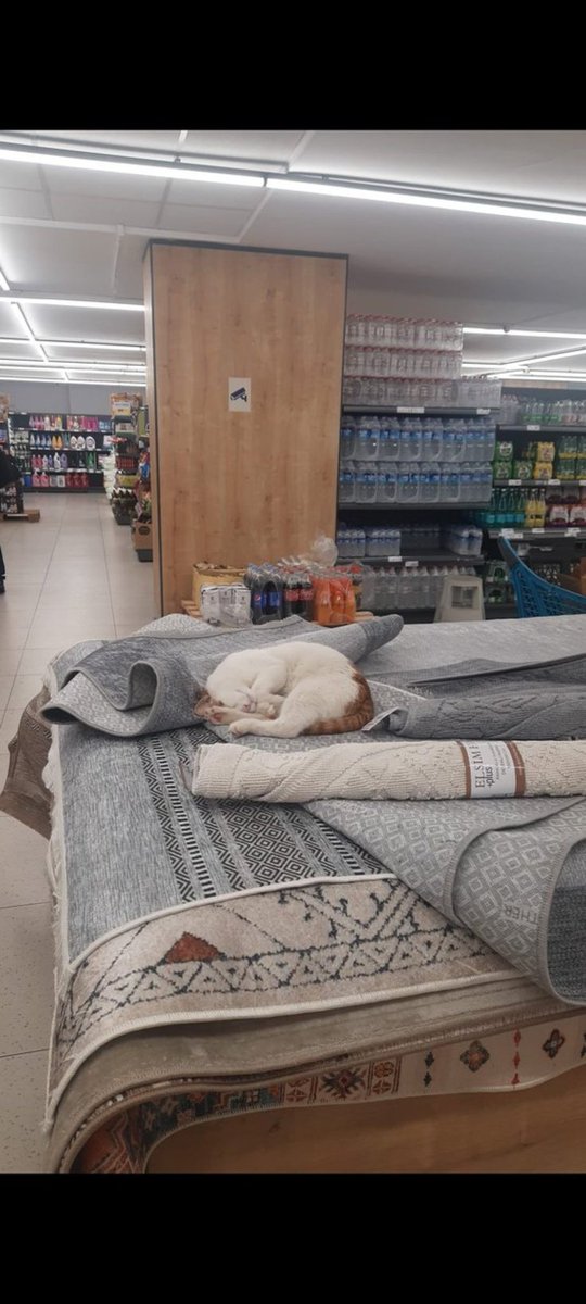 Resime bakıyorsunuz ve ister istemez içiniz huzur doluyor.
#SokakHayvanlarıSahipsizDeğil