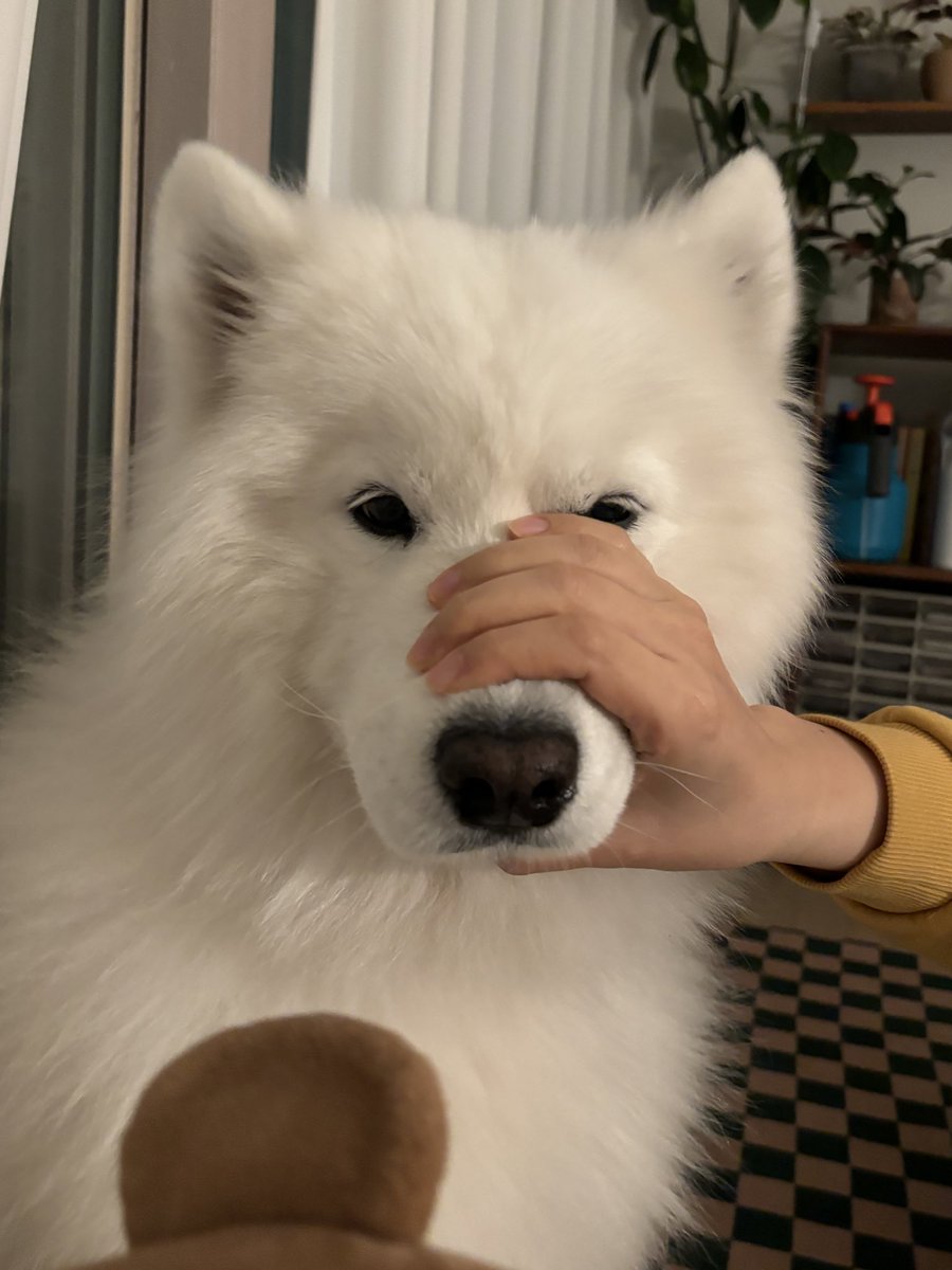 polarsom's tweet photo. 떠들어서 주디잡힌애 https://t.co/a9H9UC203o