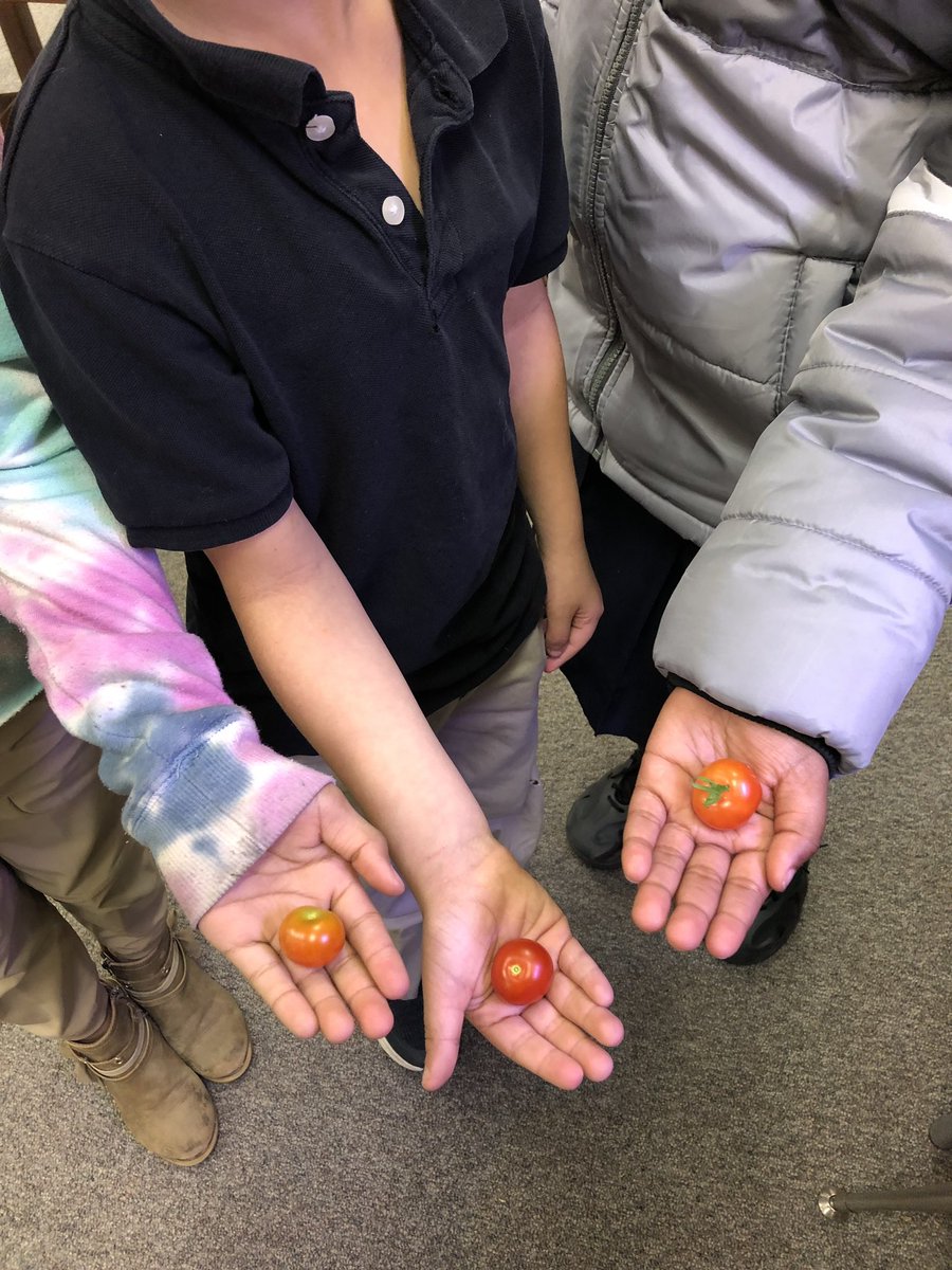 ArlingtonJmcss's tweet photo. Reaping rewards of a fun #STEMeducation! Scholars in Mrs Foster’s library have watched different plants grow from seed. Yesterday they were able to pick the first tomatoes! We don’t just read in Arlington’s library! #MemorableLessons #LibraryIsFun @DrShemon @UTIAg @JMCSchools https://t.co/3ajv7BPkd5