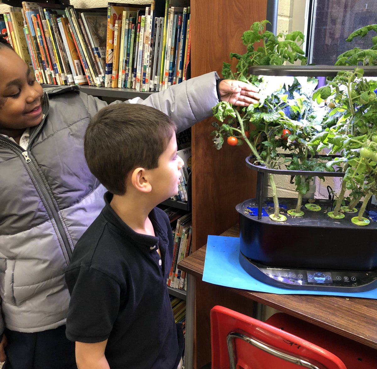 ArlingtonJmcss's tweet photo. Reaping rewards of a fun #STEMeducation! Scholars in Mrs Foster’s library have watched different plants grow from seed. Yesterday they were able to pick the first tomatoes! We don’t just read in Arlington’s library! #MemorableLessons #LibraryIsFun @DrShemon @UTIAg @JMCSchools https://t.co/3ajv7BPkd5