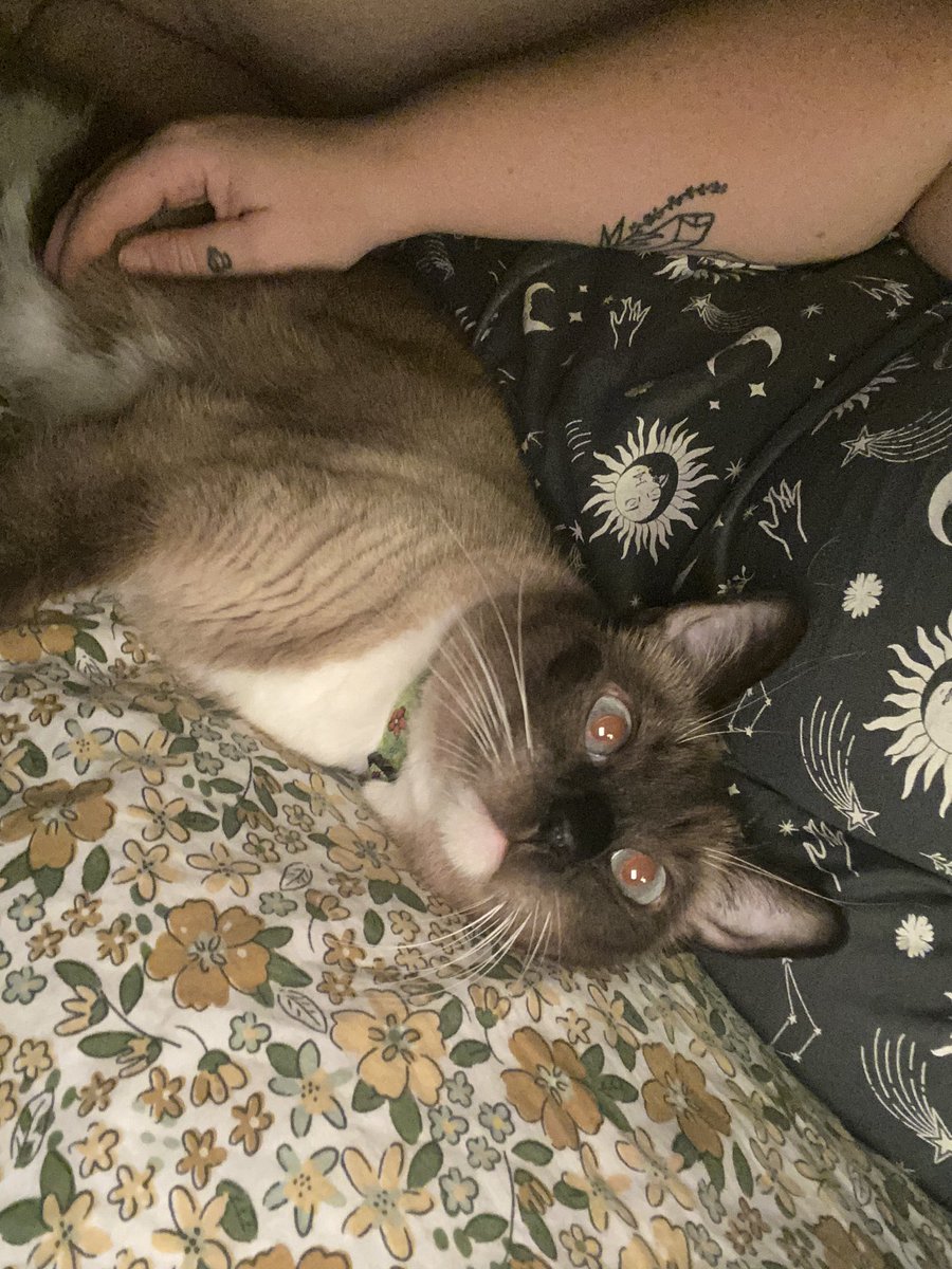 //does anyone else’s pet literally force them to spoon? 😂