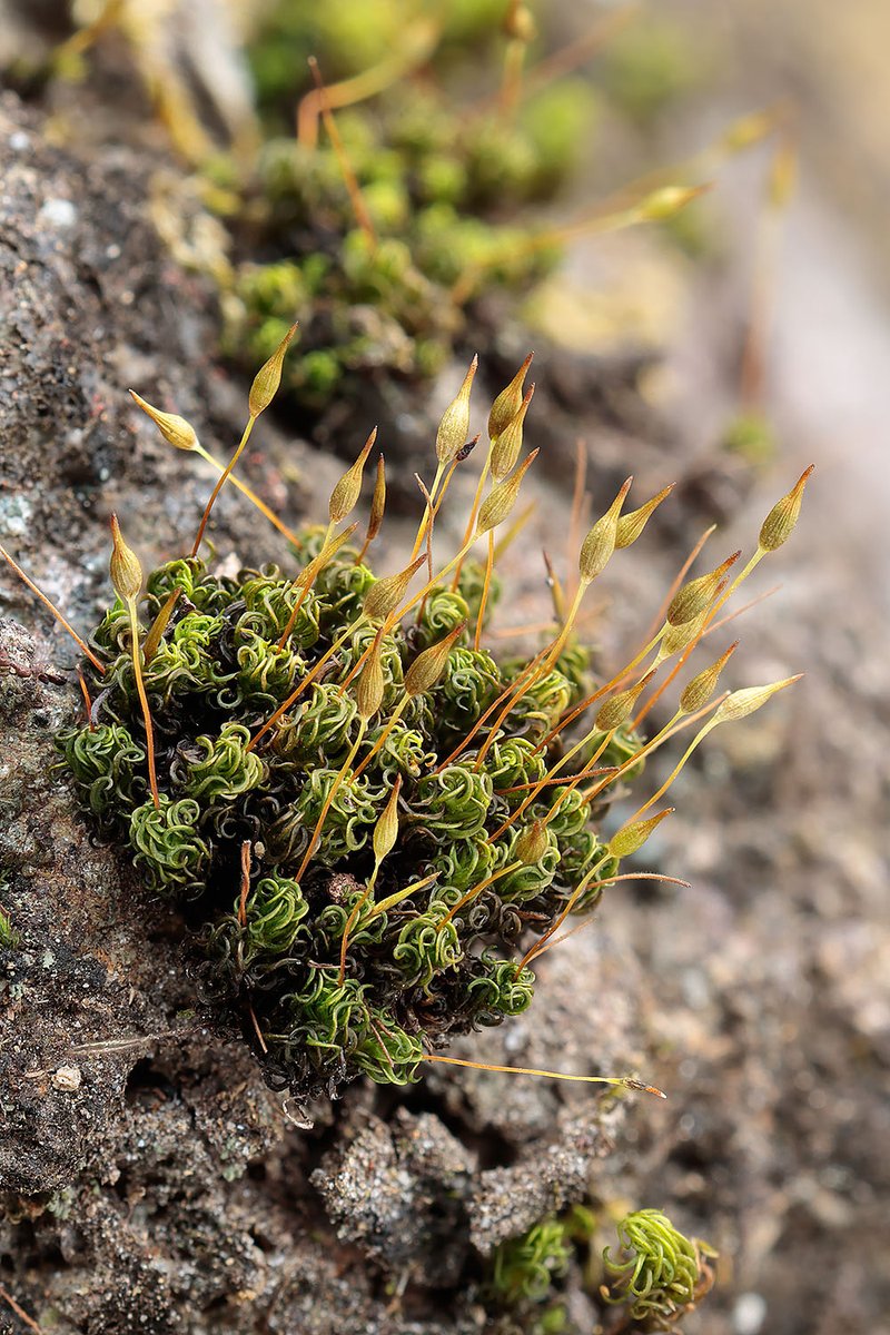 ヒダゴケ Ptychomitrium fauriei Besch.

ときどき利用する駐車場の岩に生えるコケ。
チヂレゴケより少し背が高いので別種であることに気づきました。

2023.1.4 Ibaraki Pref. 190m alt.
EOSR7, RF100mm F2.8 MACRO