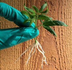 JoinStrainly's tweet photo. TISSUE CULTURE FOR PROPAGATION
The #propagation of nodes is usually used for mass production of plantlets through in vitro #vegetative multiplication in aseptic environment . Tissue culture allows to start from smaller fragments of plants and to multiply them every few days. 👇 https://t.co/ZD7txsv18i