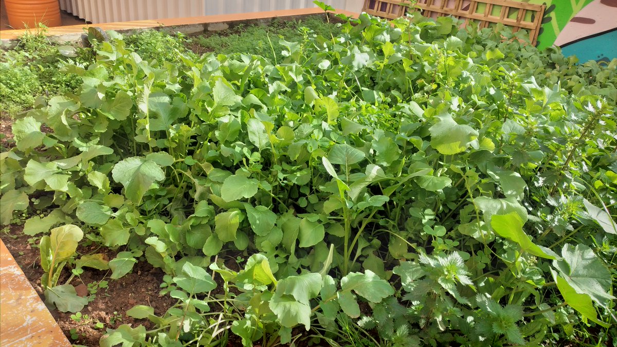 IESLopez_Neyra's tweet photo. Recolecta del alumnado de 3º de Diversificación del @IESLopez_Neyra , en #ProyectoIntegrado #HuertoEscolarEcológico con banco de semillas propias. Recolectando 🥕, 🧅, rabanitos, espinacas, acelgas rojas y blancas, maravillas de primavera, etc... 🌿🌿🌿. Trabajazo!! 👏👏 https://t.co/vbSOjy960H
