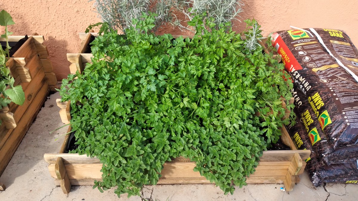 IESLopez_Neyra's tweet photo. Recolecta del alumnado de 3º de Diversificación del @IESLopez_Neyra , en #ProyectoIntegrado #HuertoEscolarEcológico con banco de semillas propias. Recolectando 🥕, 🧅, rabanitos, espinacas, acelgas rojas y blancas, maravillas de primavera, etc... 🌿🌿🌿. Trabajazo!! 👏👏 https://t.co/vbSOjy960H