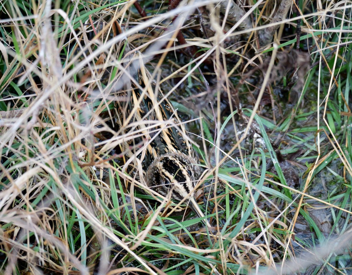 Even with a thermal camera this Jack Snipe took ages to finally see well @marburypatch this morning. That camouflages is remarkably effective. #notflushed.