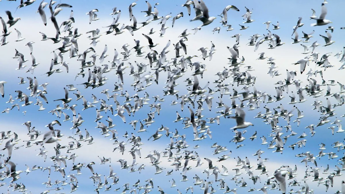 New study with SEATRACK data looks into how #seabirds take advantage of favourable #winds when they are migrating. Read more about this here: seapop.no/en/2024/01/mig…
<a href="/NINAnature/">NINAnature</a> @NorskPolar