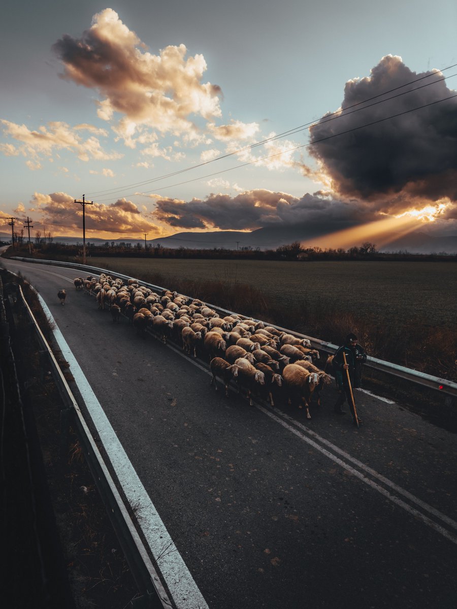 teexels's tweet image. &quot;The Shepherd&quot; is now live on @exchgART  🐑

20 editions at 0.69 SOL 🔥

exchange.art/editions/2umjD…