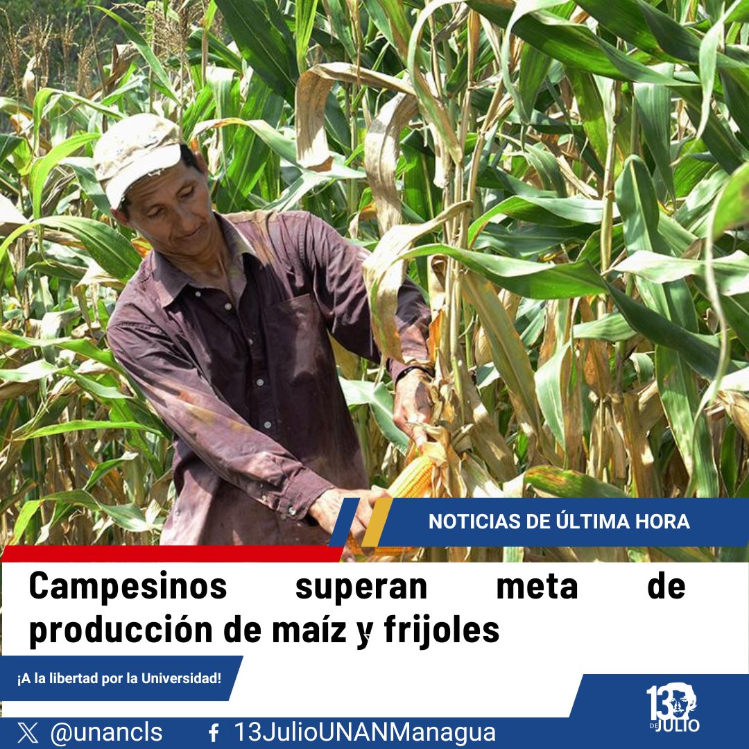 Campesinos superan meta de producción de maíz y frijoles #SomosUNAN #13DeJulio #4519LaPatriaLaRevolución #TropaSandinista