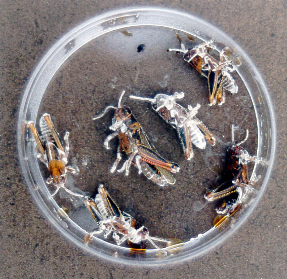 I am recruiting a fully funded PhD student in ecology to study environmental effects on fungal parasites of insects, starting in Oct 2024.

Applications are due Feb 18th.

Students must be UK nationals or have settled status.

Please share widely!

findaphd.com/phds/project/e…