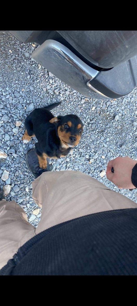 My husband was spraying a house, and this sweet little puppy walked up to him and was begging for pets. He sat and pet her for a good 30 minutes. While he was leaving, the puppy tried to follow him in his car. So he got out and called the home owner, he said 'if it runs in the…