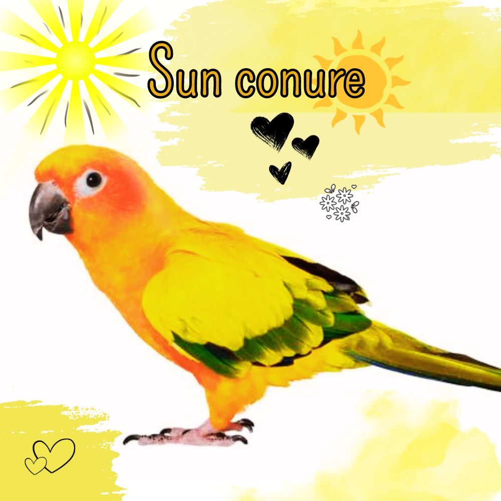 Sun conure
african-parrot.com/sun-conure/
#sunconures #sunconureparrot #conure