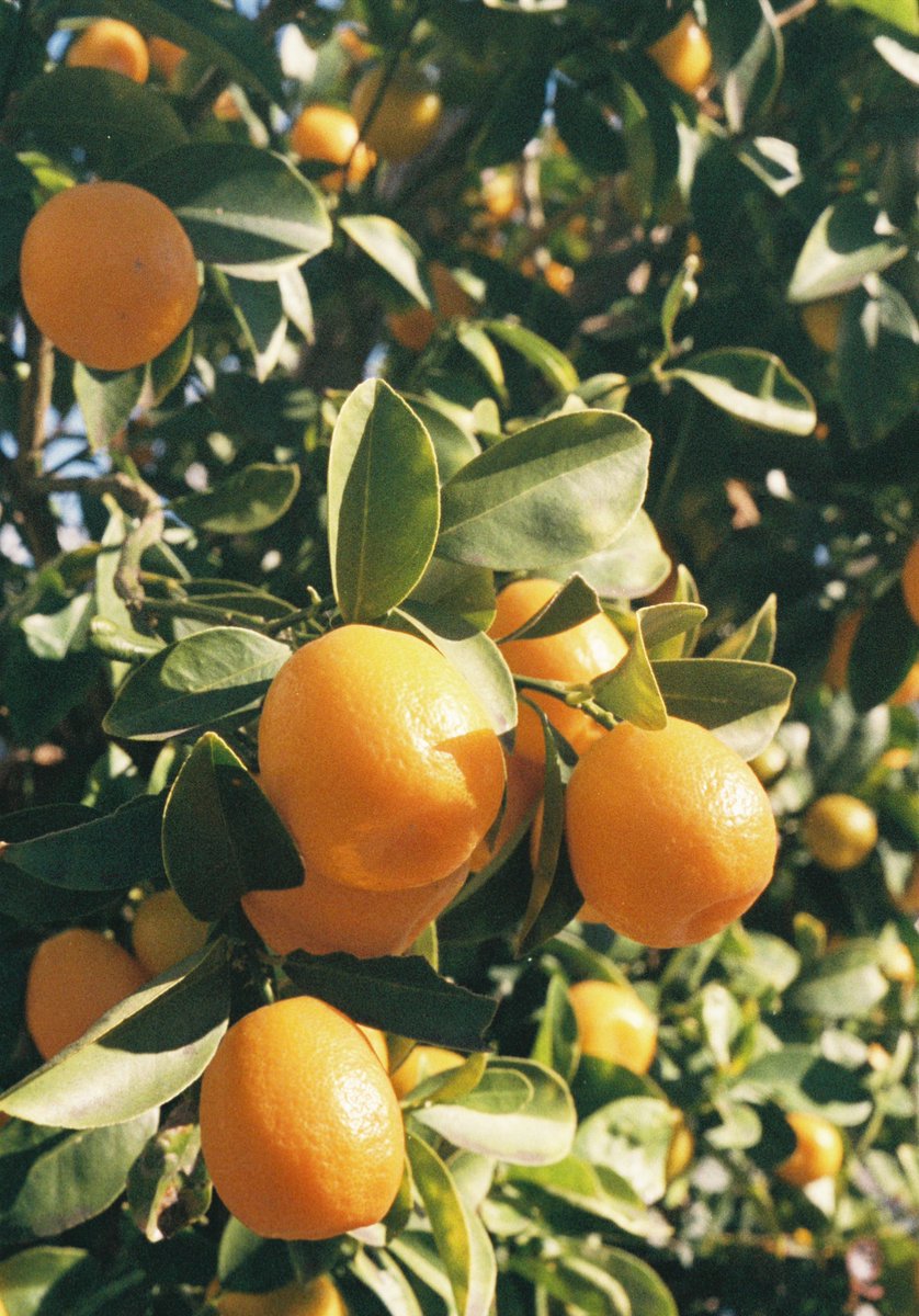 koko02803691's tweet image. #snap
#film
#PENFT