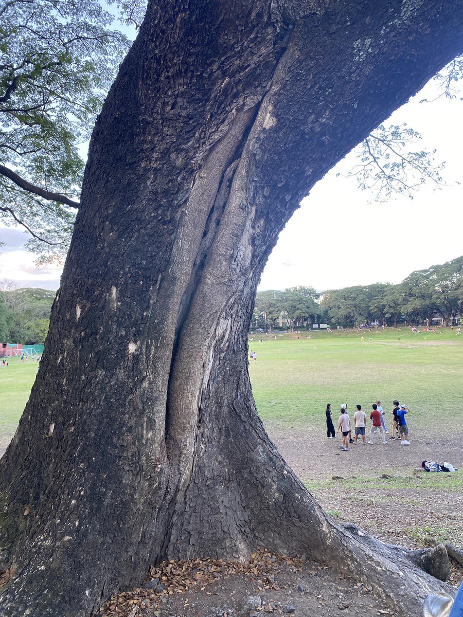 soph_iaqui's tweet photo. NOT THE TREELAT https://t.co/bJRJwU4sRs