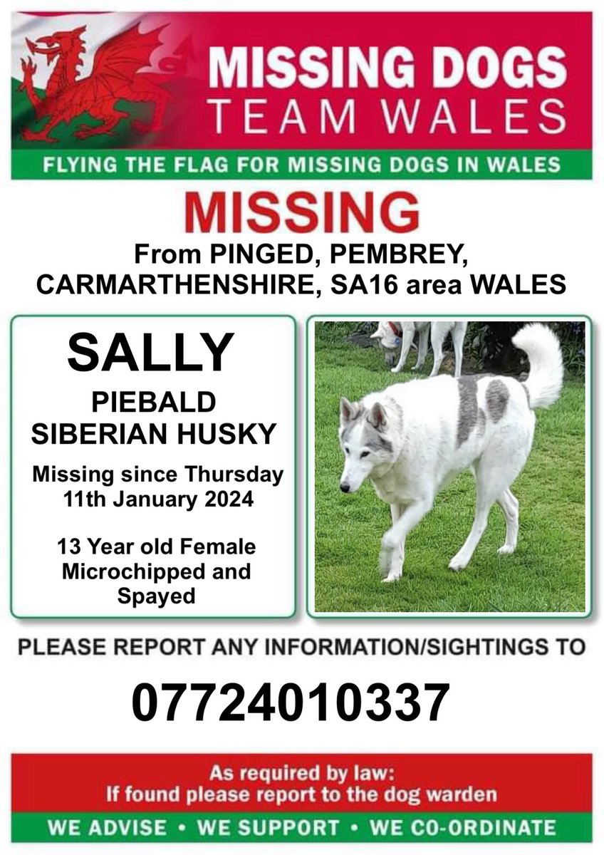 missingdogwales's tweet photo. ‼️13 YEAR OLD SALLY #SIBERIANHUSKY HAS BEEN MISSING FROM #PINGED, #PEMBREY, #CARMARTHENSHIRE, #SA16 area #WALES since Thursday 11th January 2024‼️
Microchipped and Spayed
‼️Please keep a lookout for her and ring number on poster with any information/sightings https://t.co/nSd6FsYhyD